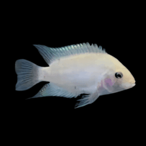 Cichlasoma Nigrofasciatum Albino Convict Cichlid 5cm