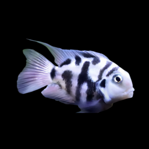 Cichlasoma Nigrofasciatum Balloon Convict Cichlid 5cm
