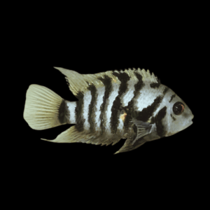 Cichlasoma Nigrofasciatum Convict Cichlid 5cm