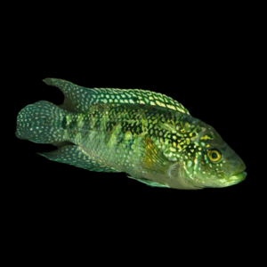 Cichlasoma Octofasciatus Jack Dempsey Cichlid 5cm