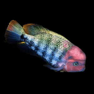 Cichlasoma Paratheraps Fenestrata Vieja Window Cichlid 5cm