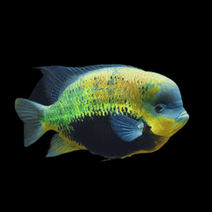 Cichlasoma Pearsei Pantano Cichlid 5cm