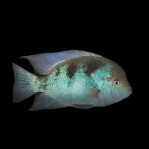 Cichlasoma Regani Vieja Regan's Cichlid 5cm