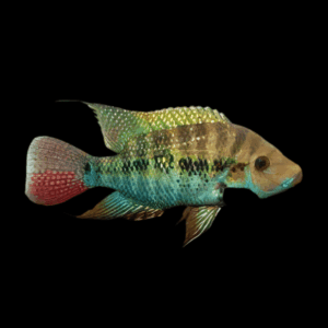Cichlasoma Robertsoni False Firemouth Cichlid 5cm