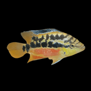 Cichlasoma Salvini Salvini Cichlid 5cm