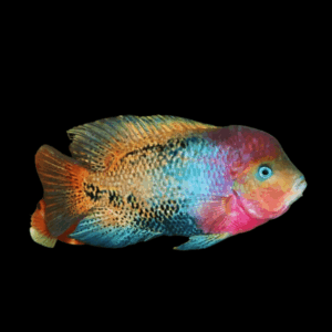 Cichlasoma Synspilum Vieja Red Head Quetzel Cichlid 5cm