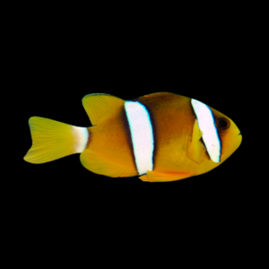 Clarki Clownfish Pacific Amphiprion Clarkii