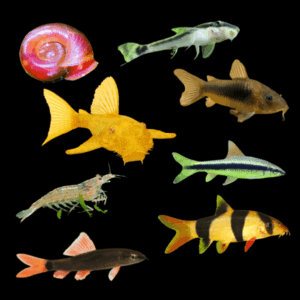 A1 Clean Up Crew 10 x Assorted Clean Up Crew 3cm