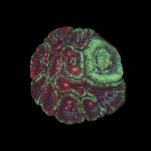 Closed Spiny Brain Hard Coral Symphyllia Sp