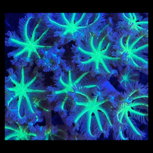 Clove Green Star Coral Polyp Clavularia Sp