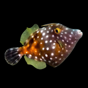 Clown File Fish Cantherhines Macroceros