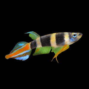 Clown Killifish Banded Panchax Epiplatys Annulatus 2cm
