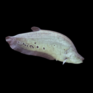 Clown Knife Fish Notopterus Chitala 10cm