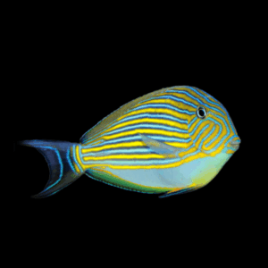 Clown Pyjama Tang Acanthurus Lineatus