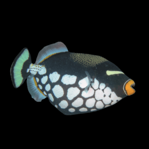 Clown Trigger Fish Balistoides Conspicillum