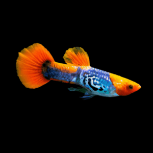 Cobra Koi Guppy Poecilia Reticulata 3cm