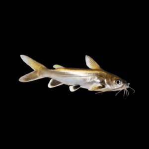 Colombian Shark Catfish Ariopsis Seemanni 6cm