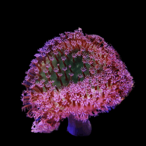Coloured Toadstool Soft Coral Sarcophyton Sp