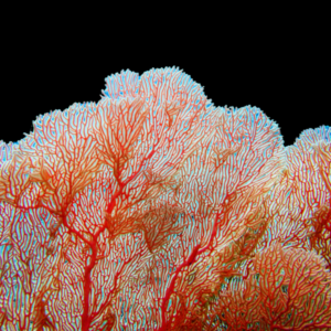 Coloured Whip Fan Gorgonia Gorgonia Sp