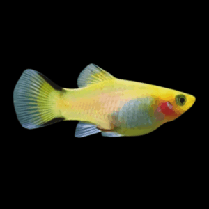 Comet Platy Xiphophorus Maculatus 3cm