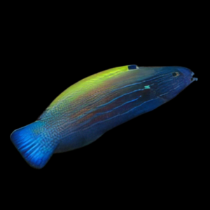 Comet Wrasse Labropsis Xanthonota