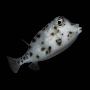 Common Boxfish Rhynchostracion Nasus