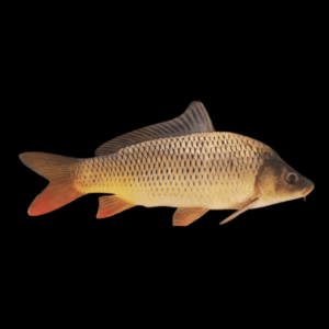 10 x Common Carp Cyprinus Carpio