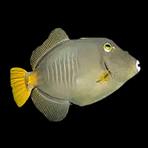 Common File Fish Cantherhines Sp