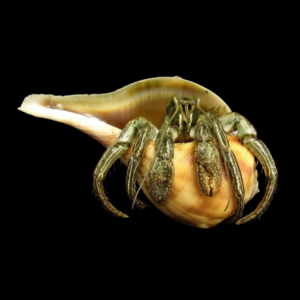 Common Hermit Crab Clibanarius Sp