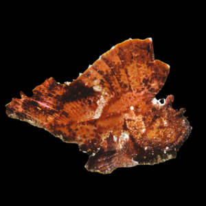 Common Leaf Fish Taenianotus Triacanthus