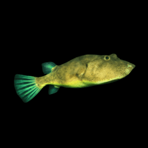 Congo Potato Puffer Fish Tetraodon Miurus 5cm