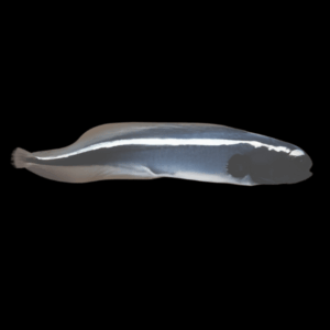 Convict Goby Pholidichthys Leucotaenia