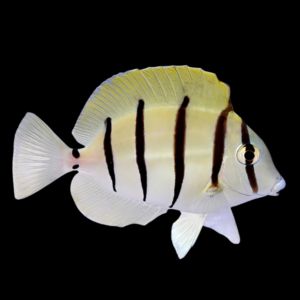 Convict Tang Acanthurus Triostegus
