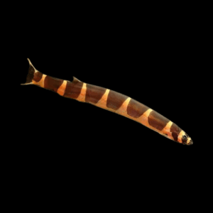 Coolie Khuli Loach Pangio kuhlii 4cm