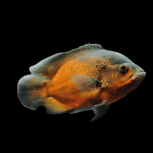 Copper Oscar Astronotus Ocellatus