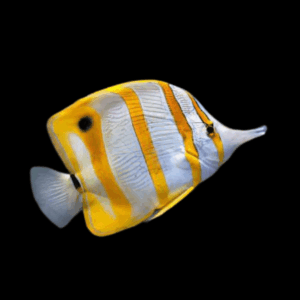 Copperband Butterfly Fish Chelmon Rostratus