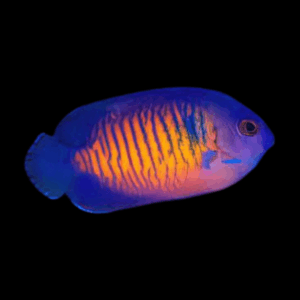 Coral Beauty Dwarf Angelfish Centropyge Bispinosa