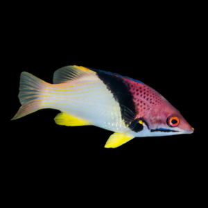 Coral Hog Fish Bodianus Mesothorax