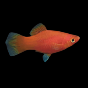 Coral Platy Xiphophorus Maculatus 3cm