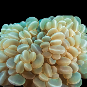 Coral Sea Bubble Hard Coral Plerogyra Sp