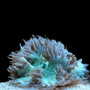 Coral Sea Elegance Comb Hard Coral Cataphylia Sp