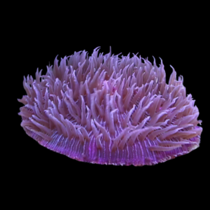 Coral Sea Plate Long Tenticle Hard Coral Heliofungia Sp