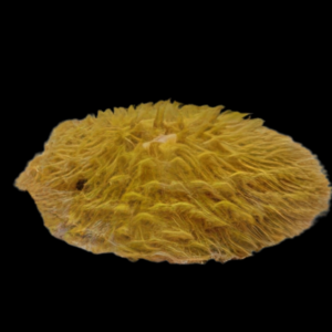 Coral Sea Plate Short Tenticle Hard Coral Cycloseris Sp