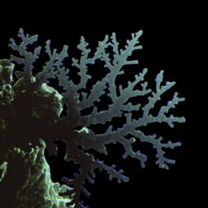 Coral Sea Sun Black Hard Coral Tubastrea Sp