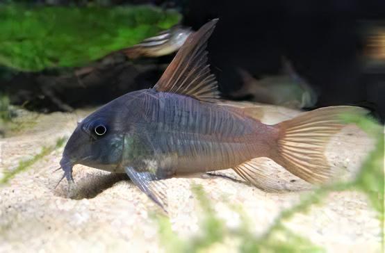 Slate Corydoras Concolor 4cm Catfish - Image 4