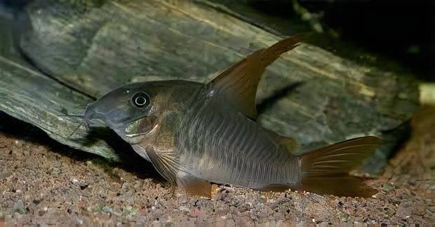 Slate Corydoras Concolor 4cm Catfish - Image 5