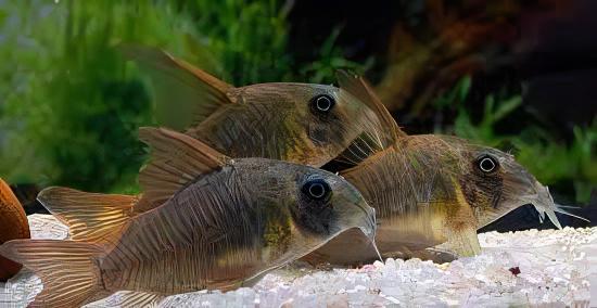 Slate Corydoras Concolor 4cm Catfish - Image 6