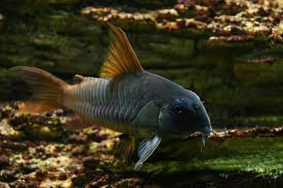 Slate Corydoras Concolor 4cm Catfish - Image 2