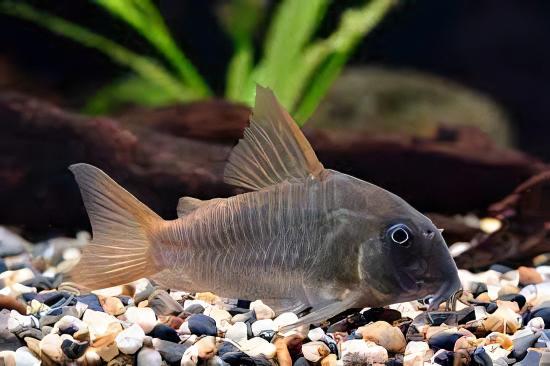 Slate Corydoras Concolor 4cm Catfish - Image 3