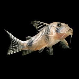 Reynolds Bumblebee Corydoras Reynoldsi 4cm Catfish